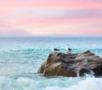 Albatrosses on the Sea Rocks
